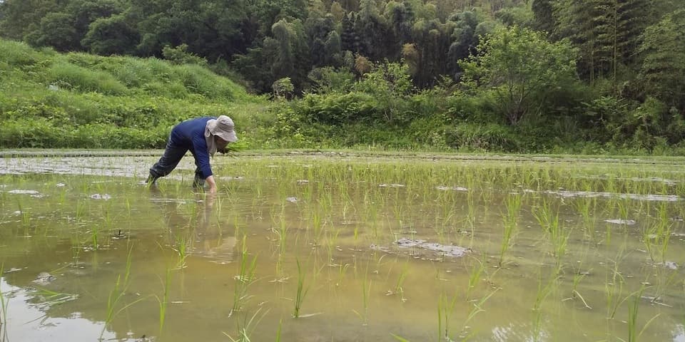 【白米】令和7年度産 / 店頭販売されない希少品種・農林22号・農薬・除草剤・化学肥料不使用