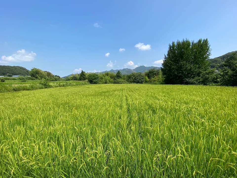 【白米】令和7年度産 / 店頭販売されない希少品種・農林22号・農薬・除草剤・化学肥料不使用