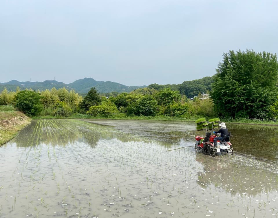 【白米】令和7年度産 / 店頭販売されない希少品種・農林22号・農薬・除草剤・化学肥料不使用