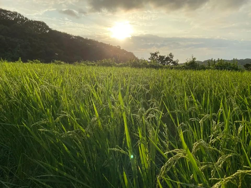 令和7年度産 / コシヒカリ・玄米　農薬・除草剤・化学肥料不使用