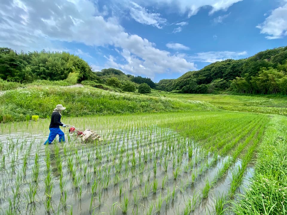 【玄米】令和7年度産 / 店頭販売されない希少品種・農林22号・農薬・除草剤・化学肥料不使用