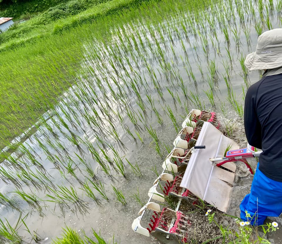 【白米】令和7年度産 / 店頭販売されない希少品種・農林22号・農薬・除草剤・化学肥料不使用
