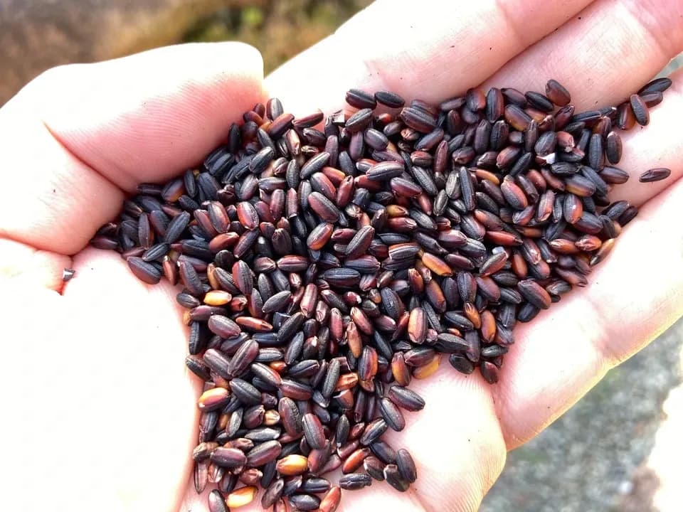 【天日干し・令和7年度産】黒米（朝紫）　農薬・除草剤・化学肥料不使用