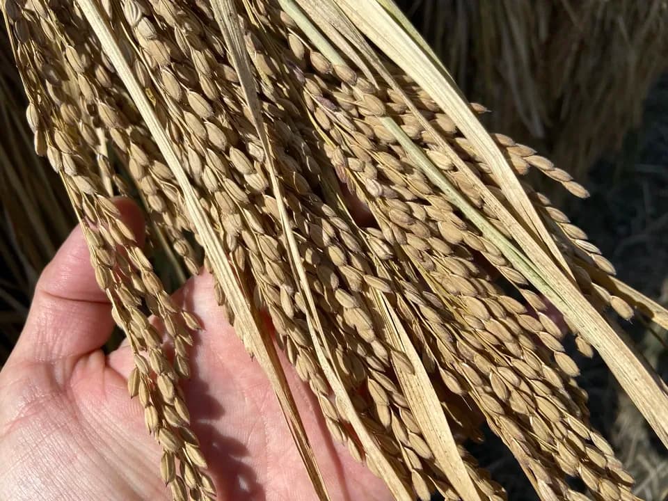 【天日干し・令和7年度産】黒米（朝紫）　農薬・除草剤・化学肥料不使用