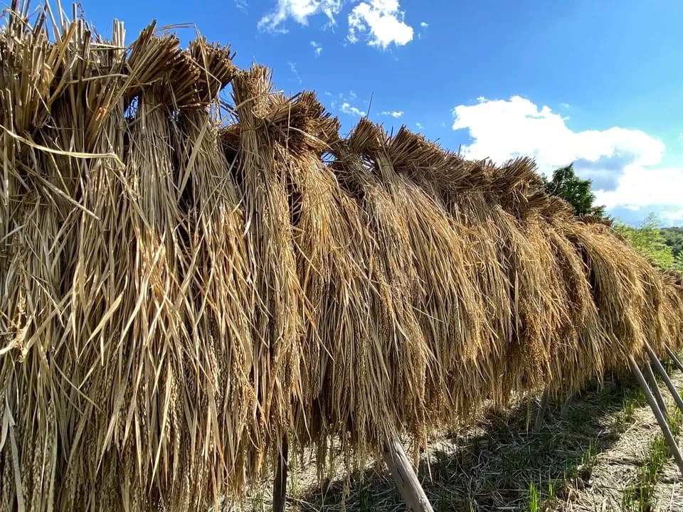 【天日干し・令和7年度産】黒米（朝紫）　農薬・除草剤・化学肥料不使用
