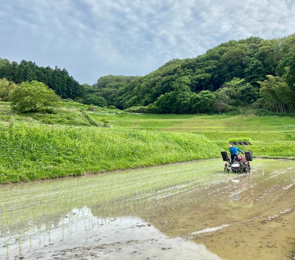 【事情あり】【白米】令和7年度産 / 店頭販売されない希少品種・農林22号・農薬・除草剤・化学肥料不使用