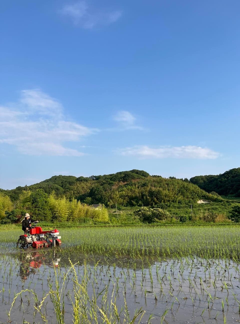 【事情あり】【白米】令和7年度産 / 店頭販売されない希少品種・農林22号・農薬・除草剤・化学肥料不使用