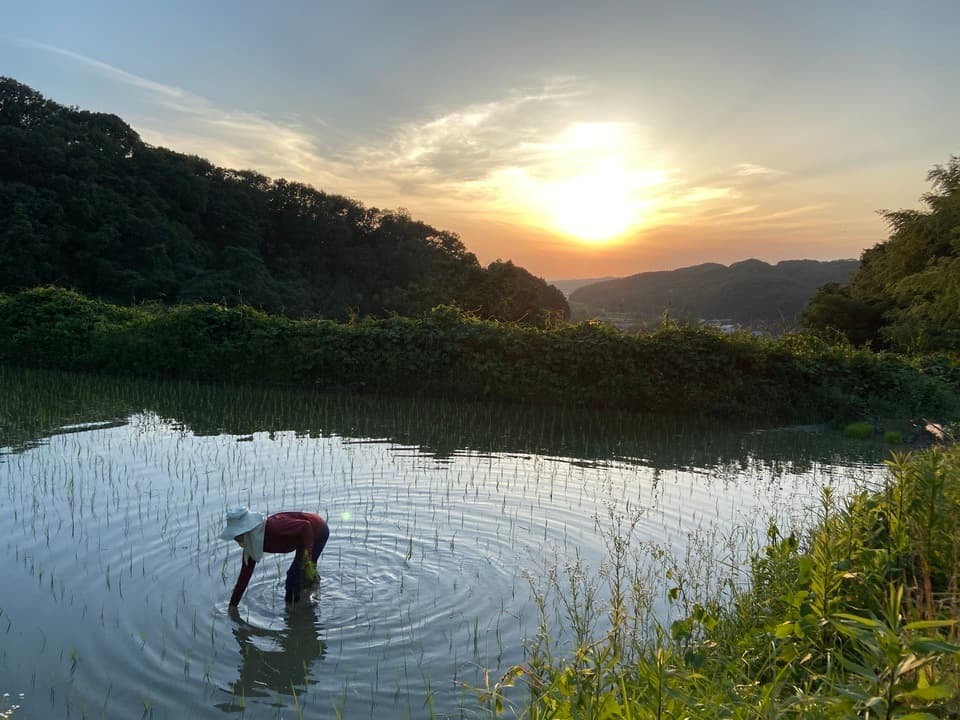 【白米】令和7年度産 / 店頭販売されない希少品種・農林22号・農薬・除草剤・化学肥料不使用