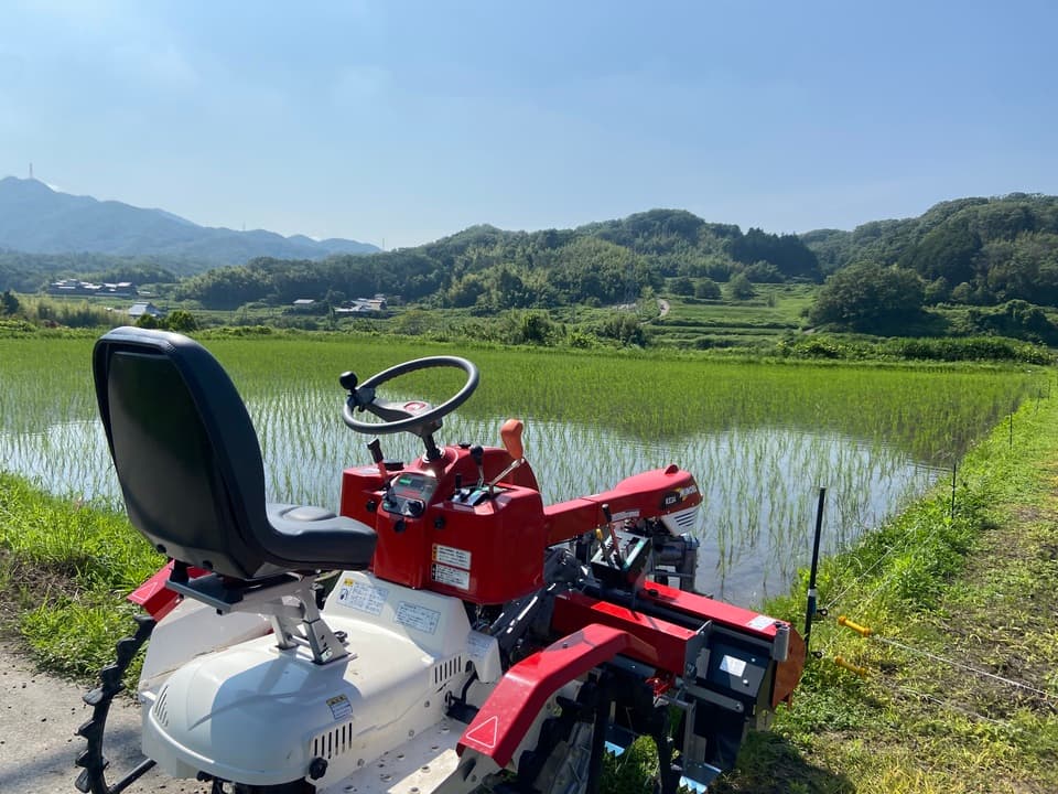 【白米】令和7年度産 / 店頭販売されない希少品種・農林22号・農薬・除草剤・化学肥料不使用