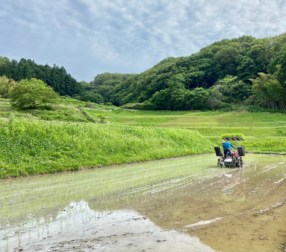 【事情あり】【玄米】令和7年度産 / 店頭販売されない希少品種・農林22号・農薬・除草剤・化学肥料不使用