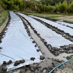 除草剤を使わない米作りにおいてとっても大切な除草作業 - たべると