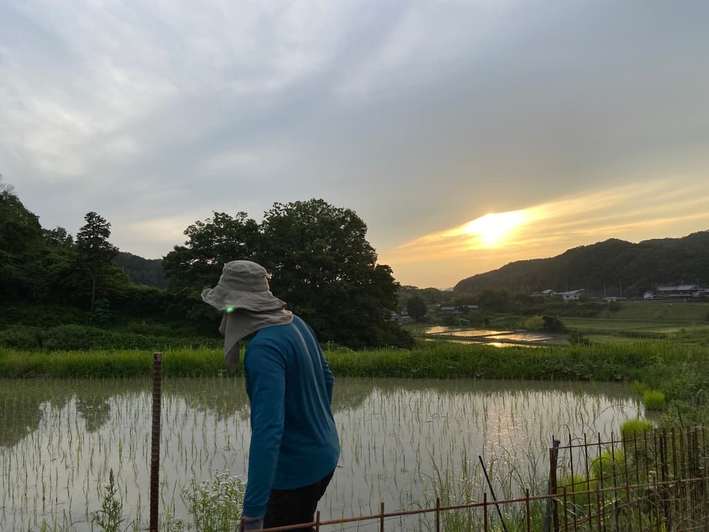 除草剤を使わない米作りにおいてとっても大切な除草作業 - たべると