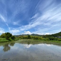 全ての田んぼで田植え完了。除草、さし苗作業をやっております。