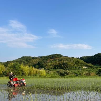 除草剤を使わない米作りにおいてとっても大切な除草作業