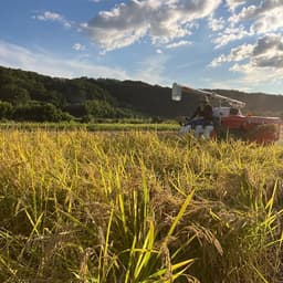 お米の出荷状況について