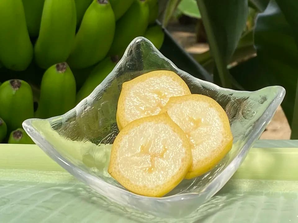 農薬不使用で皮まで食べられる＜金太郎バナナ＞神奈川県産グロスミッシェル