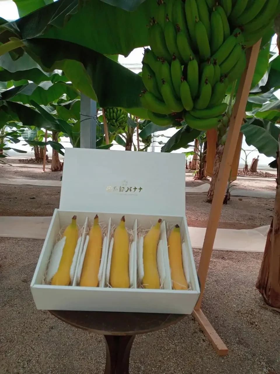 【ギフト】農薬不使用金太郎バナナ＜プレミアム・スペシャル＞皮まで食べられる神奈川県産グロスミッシェル