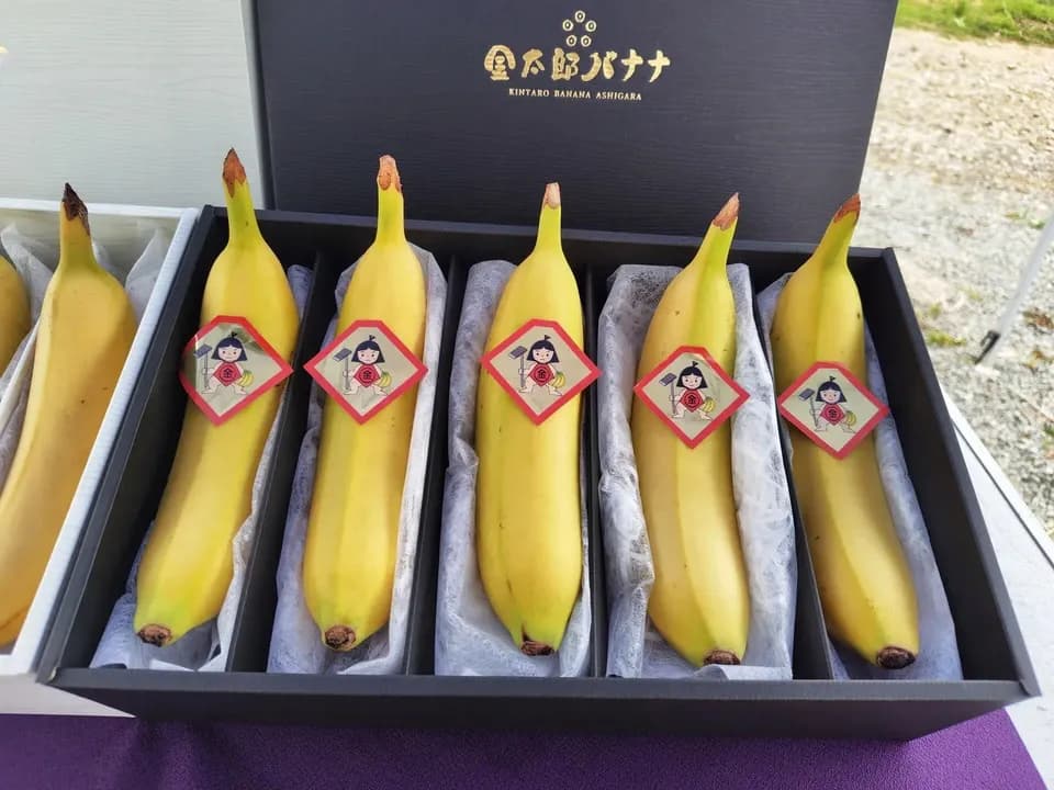 【ギフト】農薬不使用金太郎バナナ＜プレミアム・スペシャル＞皮まで食べられる神奈川県産グロスミッシェル