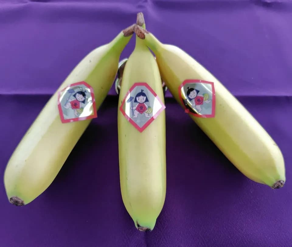 【ギフト】農薬不使用金太郎バナナ＜プレミアム・スペシャル＞皮まで食べられる神奈川県産グロスミッシェル