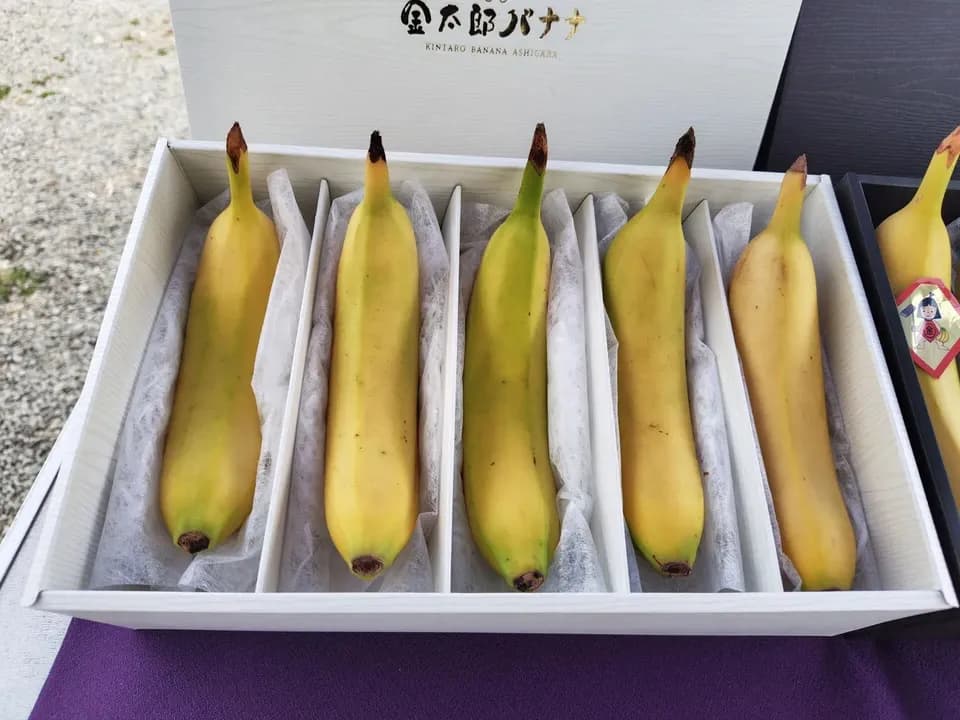 【ギフト】農薬不使用金太郎バナナ＜プレミアム・スペシャル＞皮まで食べられる神奈川県産グロスミッシェル