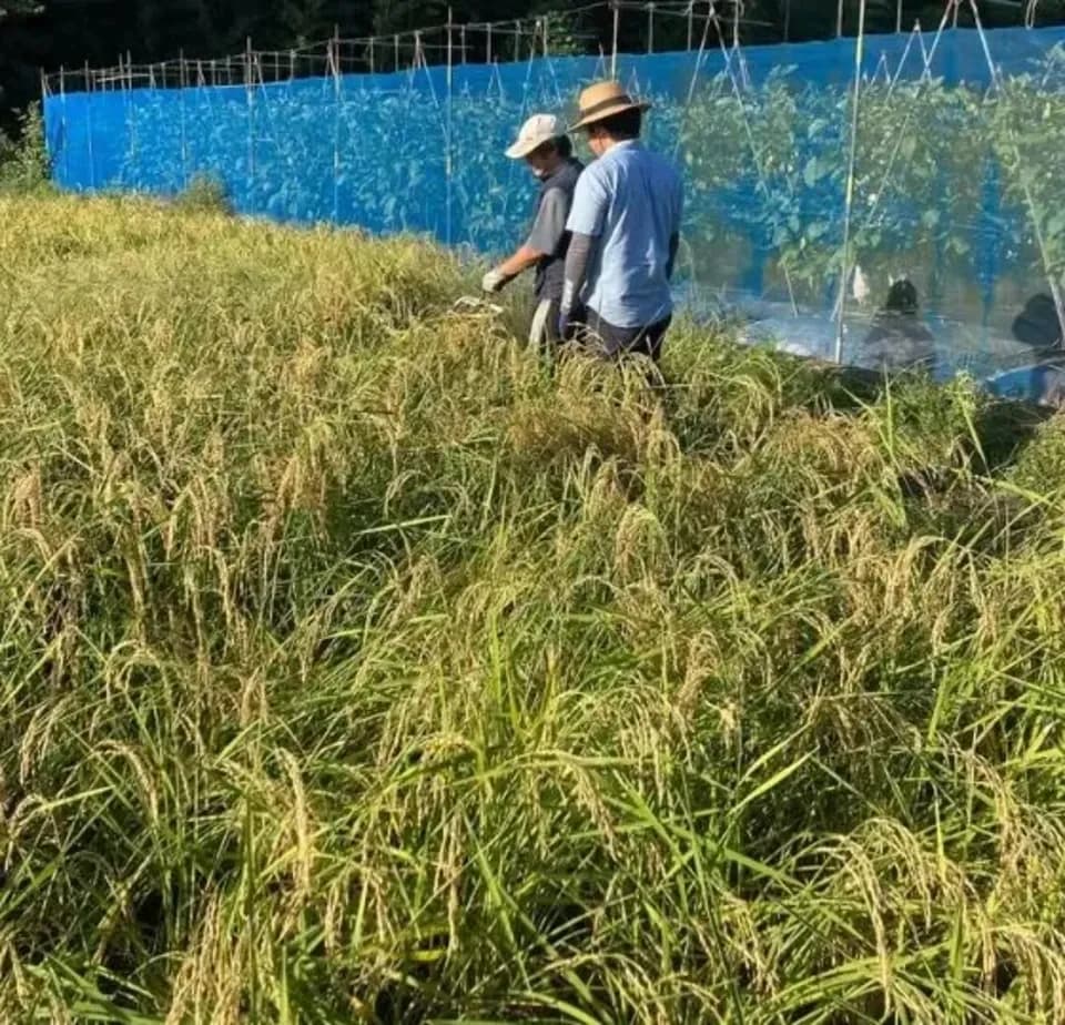 【送料一律600円】農薬・化学肥料不使用　自然栽培＜令和7年産　天日干し・もち米　滋賀羽二重糯＞