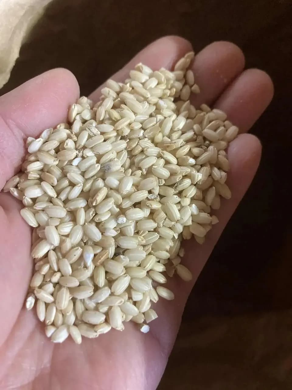 【送料一律600円】農薬・化学肥料不使用　自然栽培＜令和7年産　天日干し・もち米　滋賀羽二重糯＞