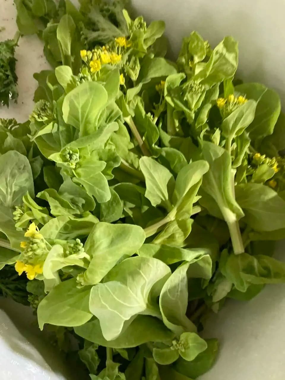 【レターパック配送・送料一律600円】春の味覚☆菜の花いろいろ、詰め合わせ