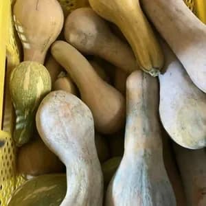 農薬・化学肥料不使用（自然栽培・在来種　鶴首カボチャ）
