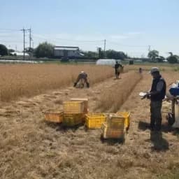 ゲッソリ！雨の前に大慌てで小麦の収穫をしました