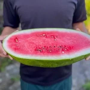 鹿児島坊津の伝統野菜＜寝太郎スイカ＞自然栽培の濃厚な甘みと旨みが広がる夏のごちそう