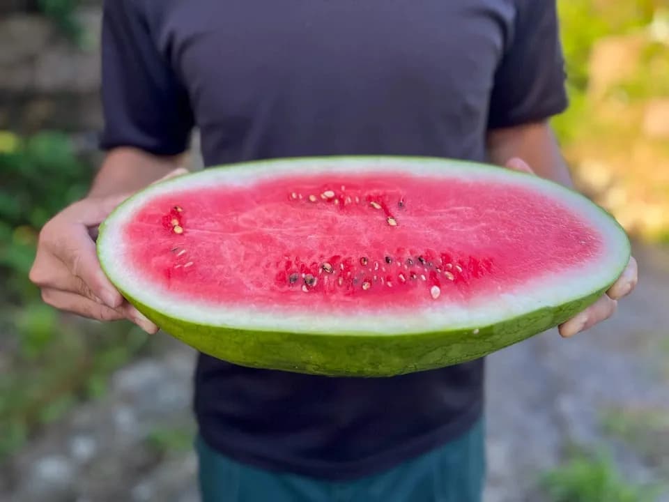 鹿児島坊津の伝統野菜＜寝太郎スイカ＞自然栽培の濃厚な甘みと旨みが広がる夏のごちそう