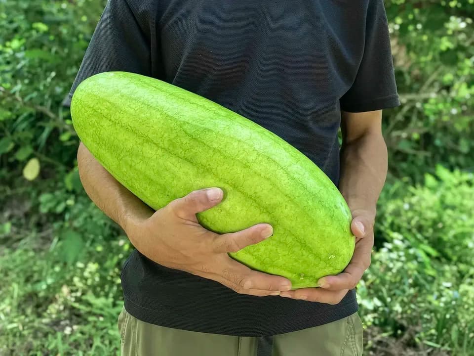 鹿児島坊津の伝統野菜＜寝太郎スイカ＞自然栽培の濃厚な甘みと旨みが広がる夏のごちそう