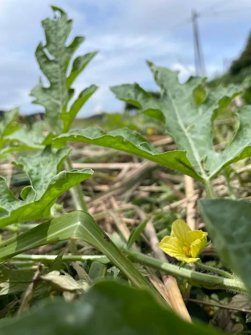 鹿児島坊津の伝統野菜＜寝太郎スイカ＞自然栽培の濃厚な甘みと旨みが広がる夏のごちそう