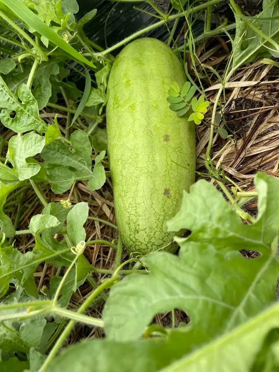 鹿児島坊津の伝統野菜＜寝太郎スイカ＞自然栽培の濃厚な甘みと旨みが広がる夏のごちそう