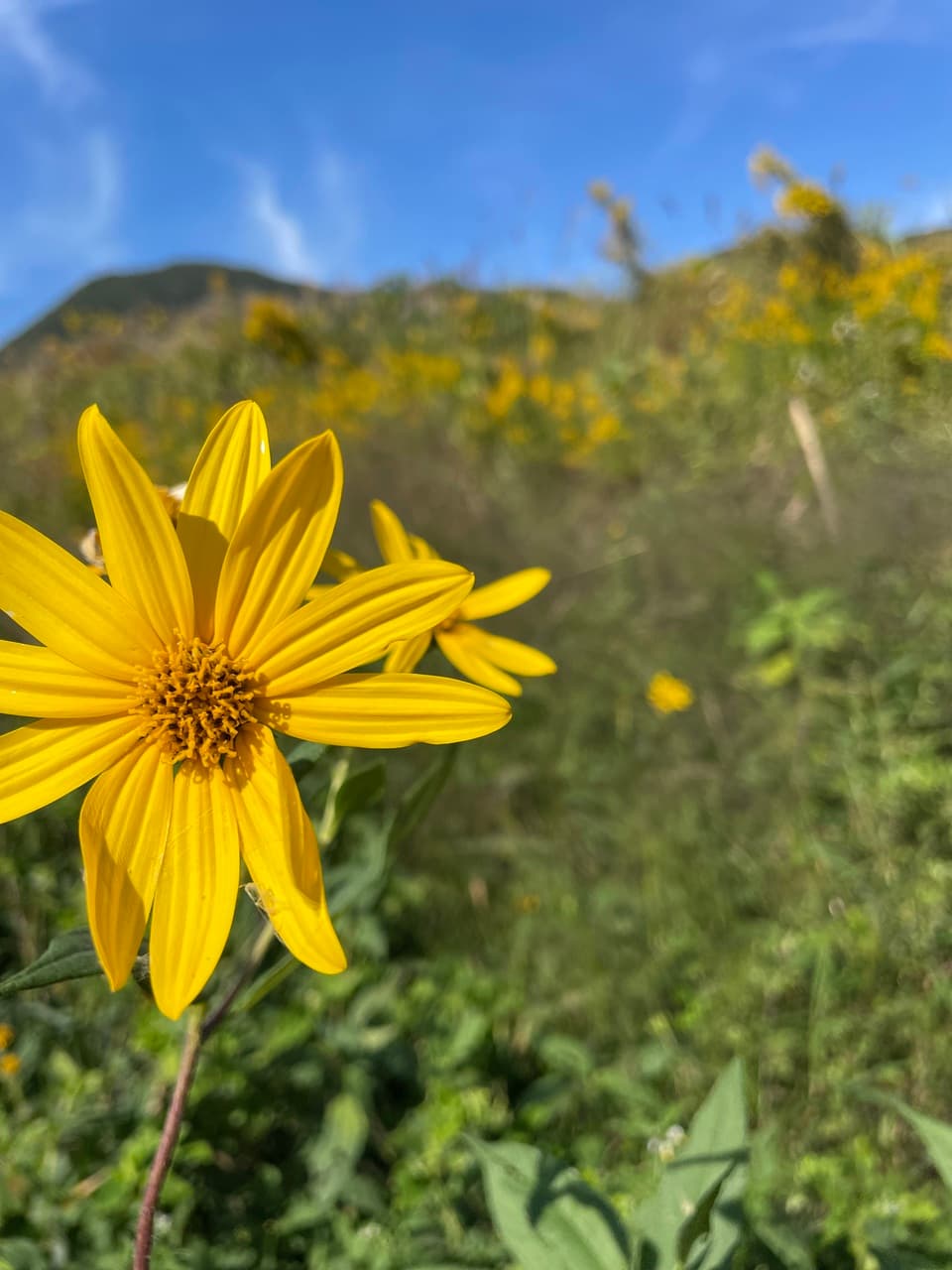鹿児島坊津で農薬・化学肥料不使用＜自然栽培の菊芋＞過酷な風土で育ったスーパーフード