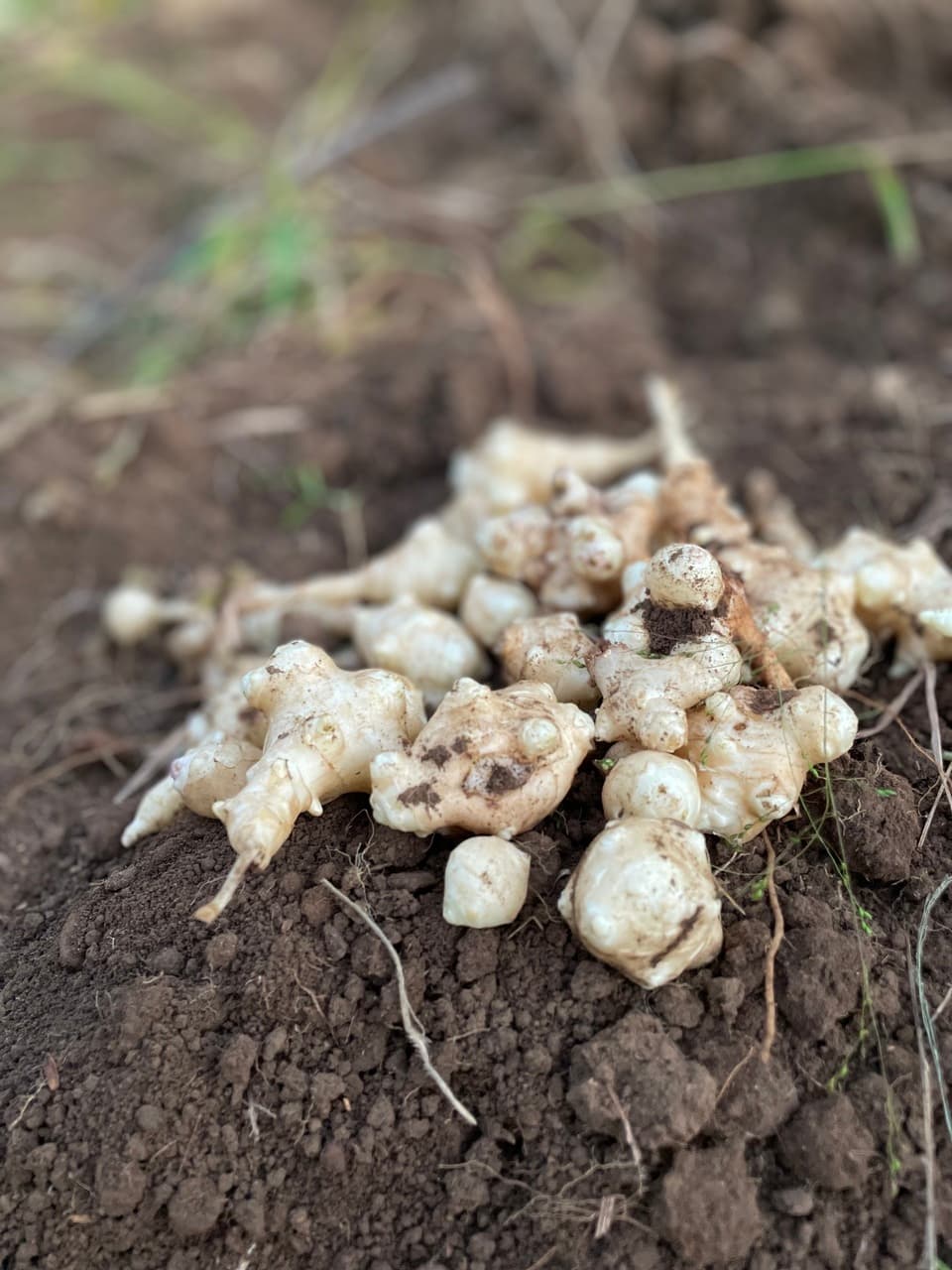 鹿児島坊津で農薬・化学肥料不使用＜自然栽培の菊芋＞過酷な風土で育ったスーパーフード