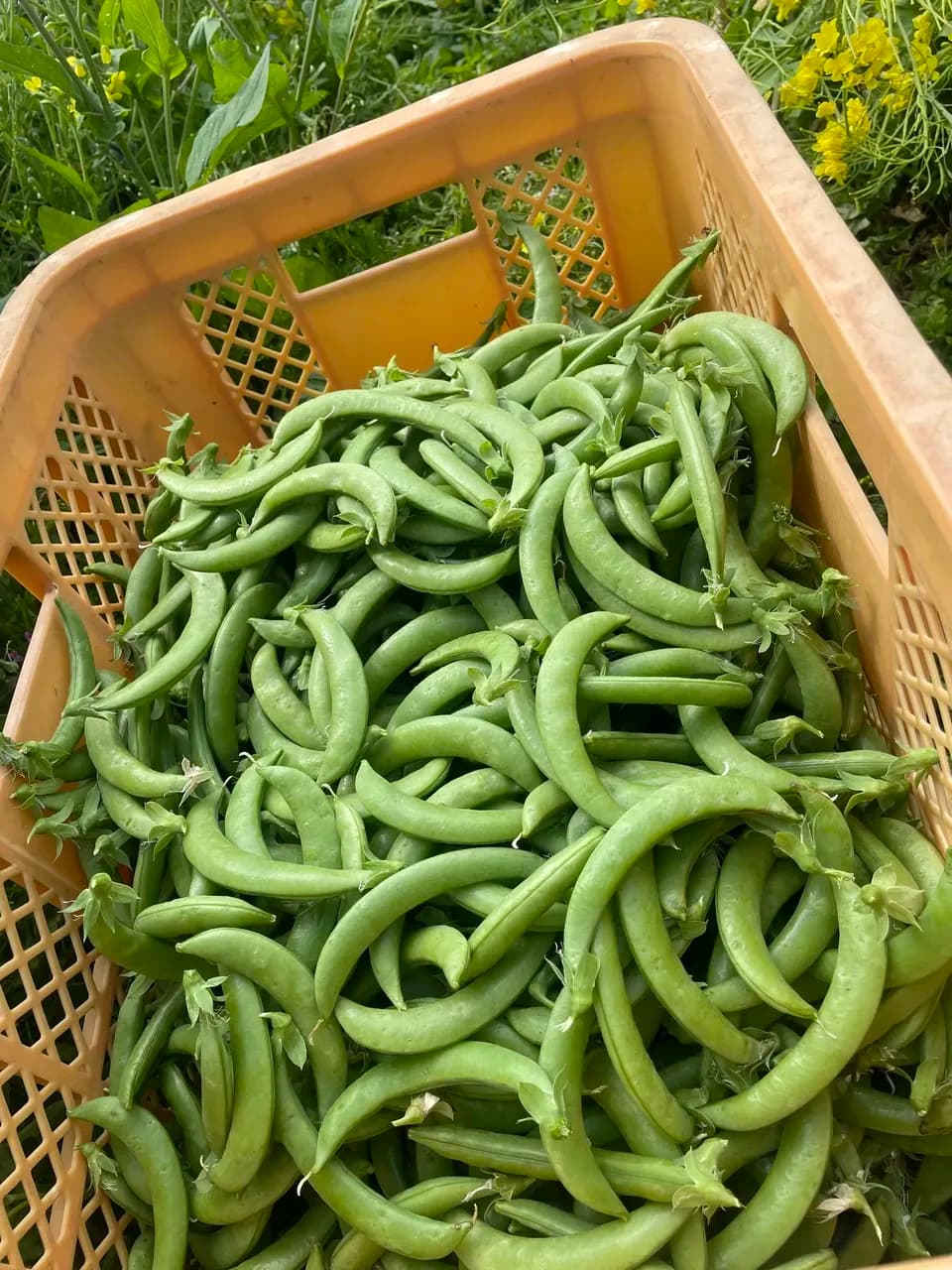 鹿児島坊津で農薬・肥料不使用＜自然栽培のスナップエンドウ＞甘い春の味