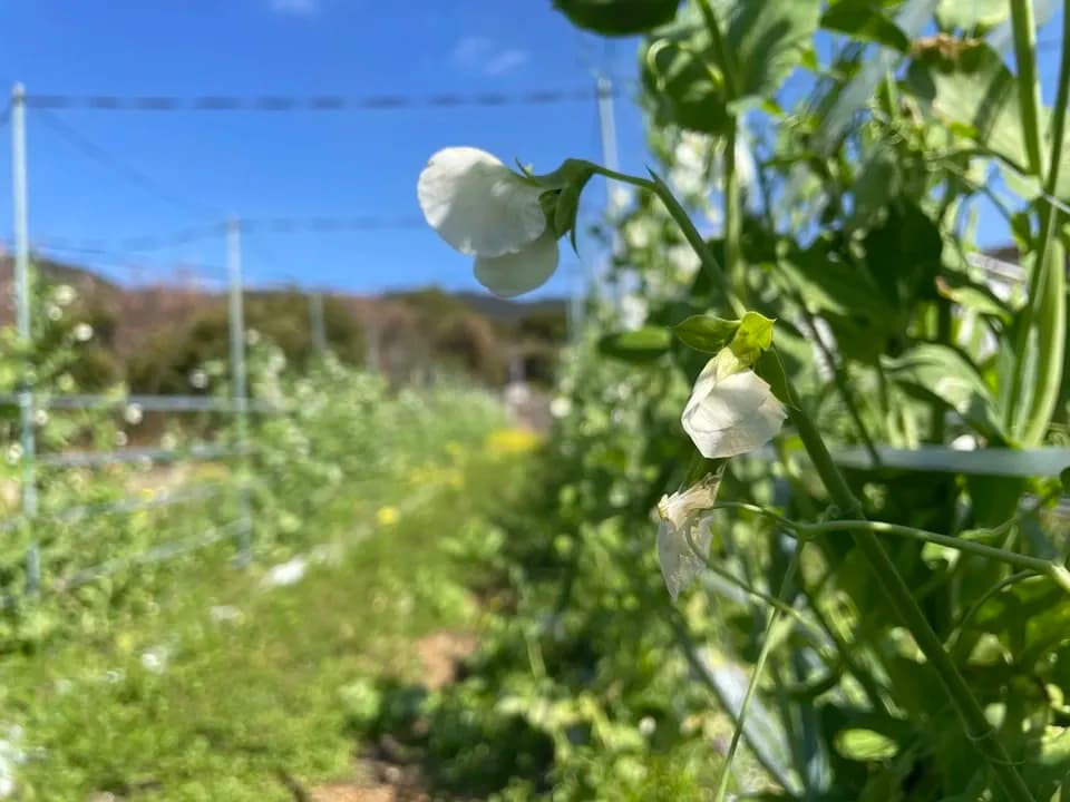 鹿児島坊津で農薬・肥料不使用＜自然栽培のスナップエンドウ＞甘い春の味