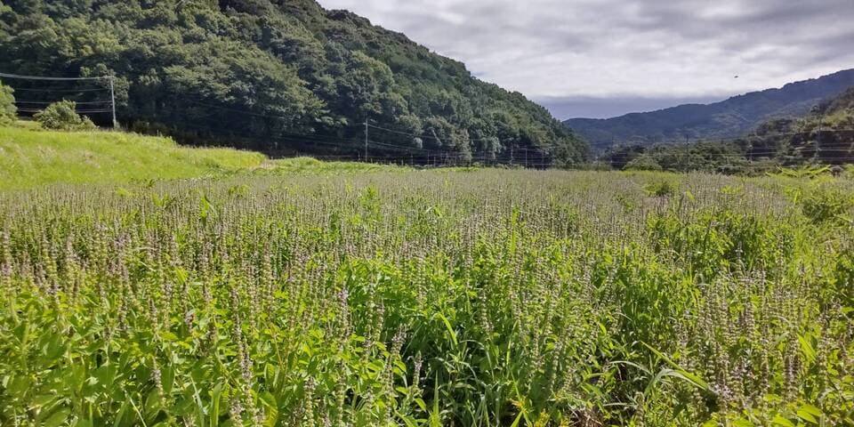 無農薬・無肥料　星のリズムで育ったホーリーバジル茶