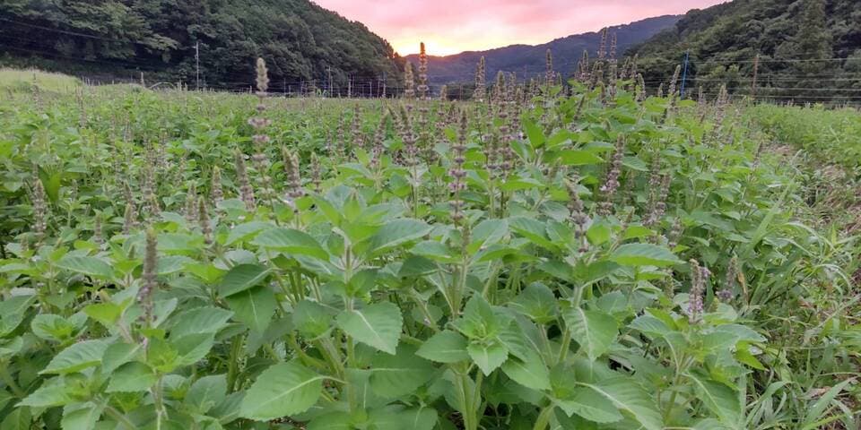 無農薬・無肥料　星のリズムで育ったホーリーバジル茶