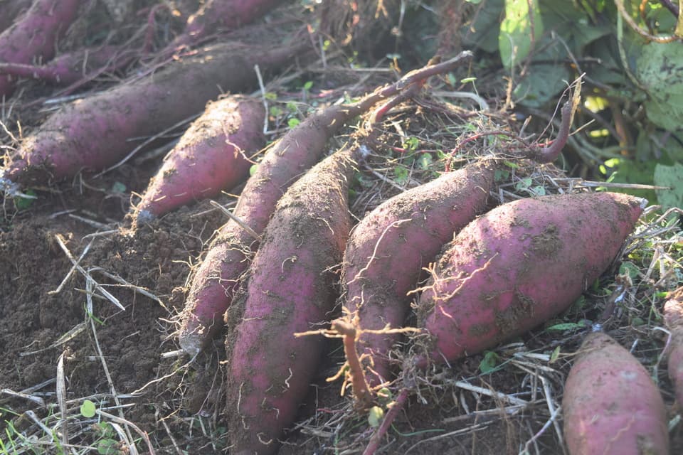 無農薬・無肥料　星のリズムで育ったサツマイモ（紅はるか）５kg