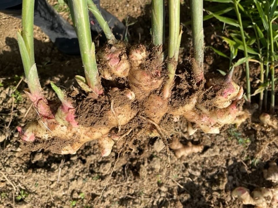 農薬・化学肥料不使用で自家栽培生姜のお茶とちっぷのギフトセット
