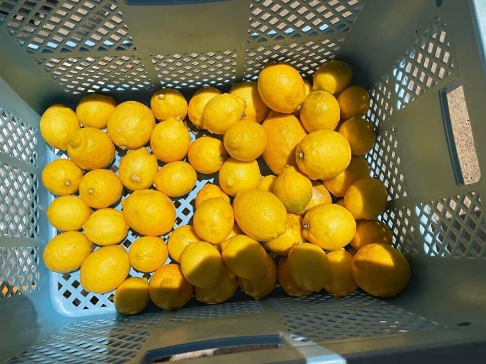 ＜レモン＞高知の自然が育んだ農薬不使用・手作業で安心の香り豊かな果実