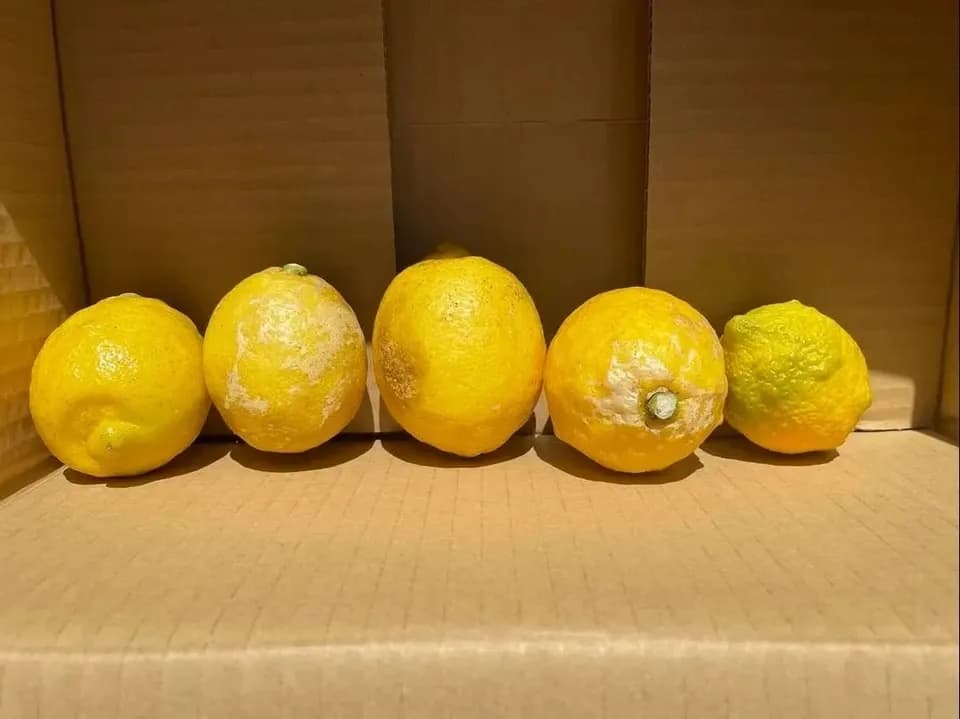 農薬不使用　レモン　加工用