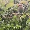 サムネイル 3
