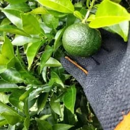 1.5キロ