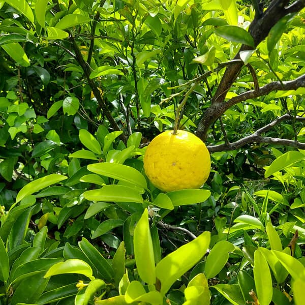 高知ゆめ農園ロゴ