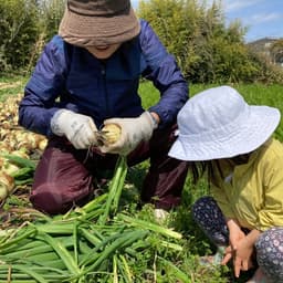 娘との暮らし。畑は遊び場