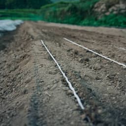 2026サラダ玉ねぎ　播種が始まりました