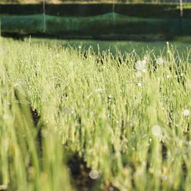 2026年の収穫に向けて、苗づくり・苗定植シーズンが始まりました。